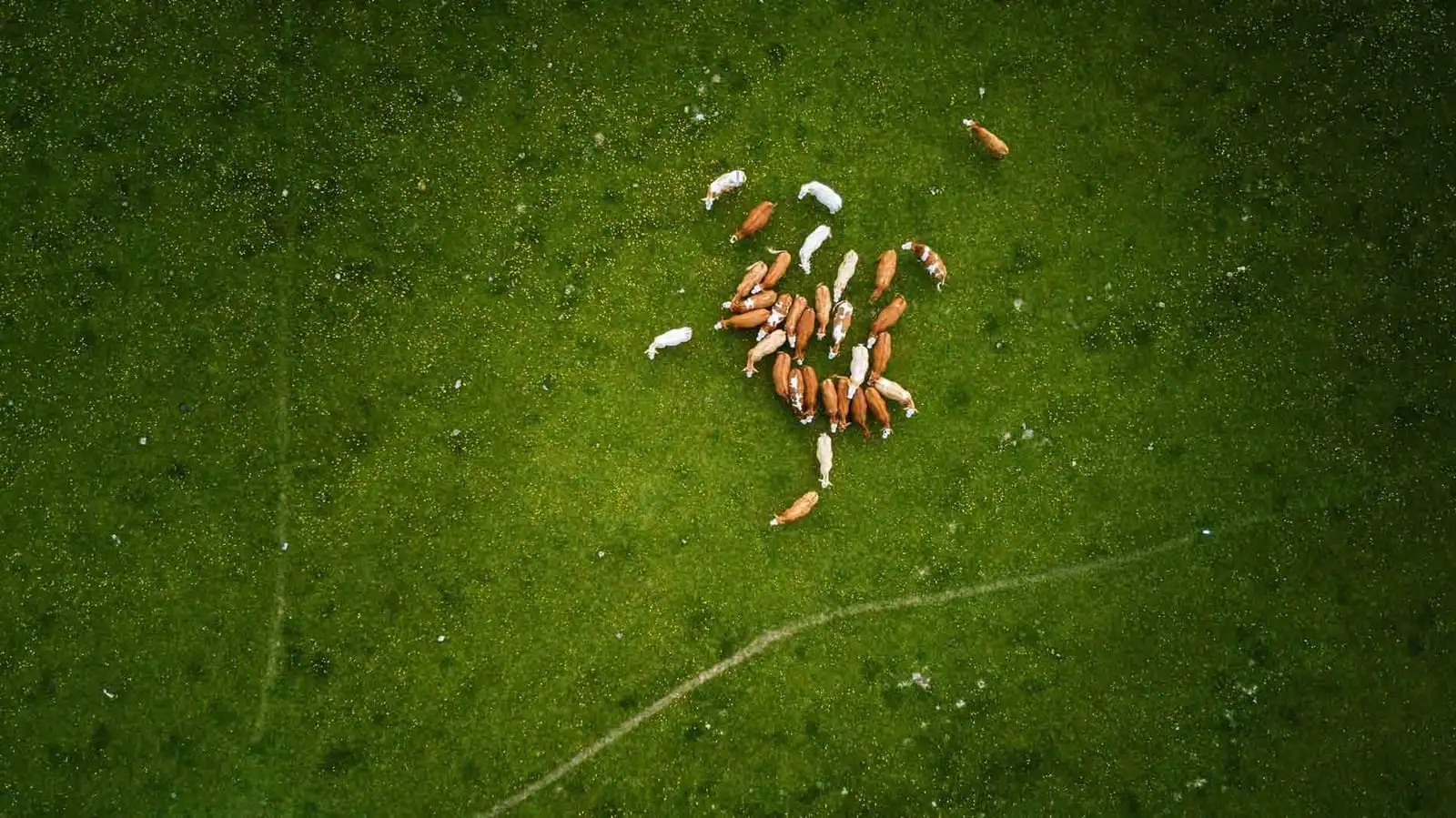 Aerial view of a small herd of brown and white cattle on a bright green pasture.