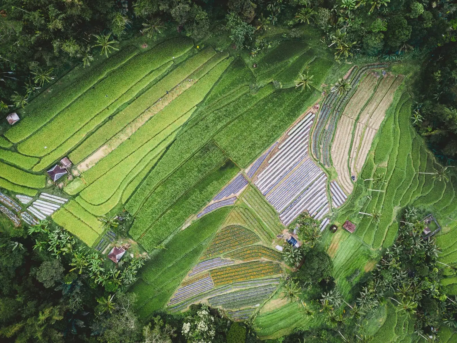 Aerial view of terraced green fields surrounded by forest.