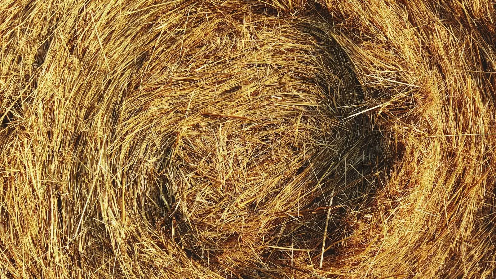 Close-up of the rolled end of a round hay bale.