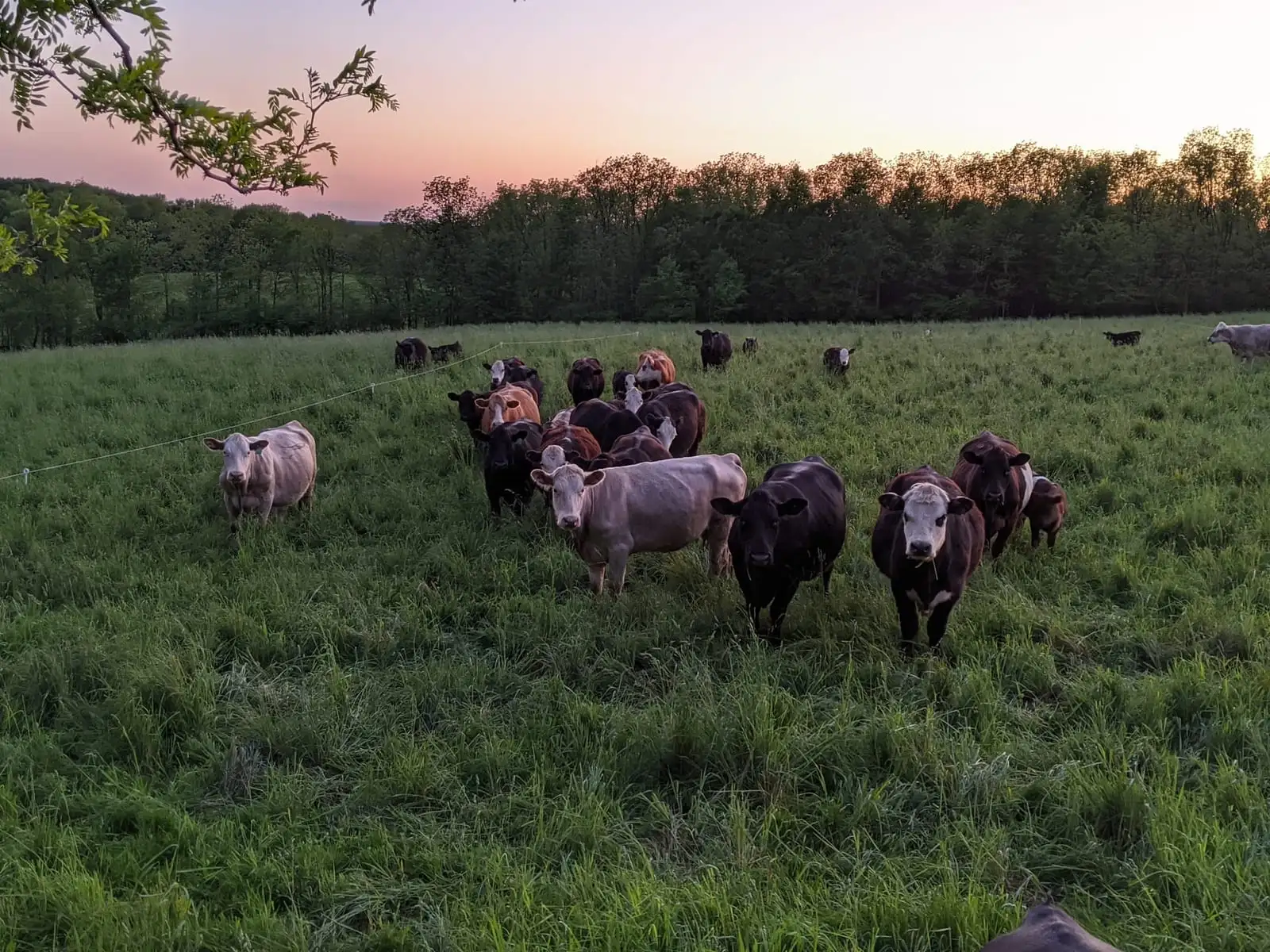 A herd of cattle standing in tall pasture grass at sunset, looking toward the camera.