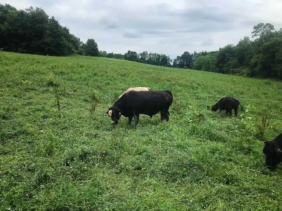 Black and tan cattle grazing a green, hilly pasture edged with trees.
